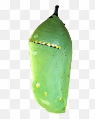 Pin By Courtney Patterson - Png Caterpillar Cocoon Png,Caterpillar Transparent Background