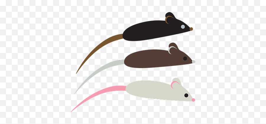 30 Free Mice U0026 Mouse Vectors - Brown Rat Png,Rodent Icon