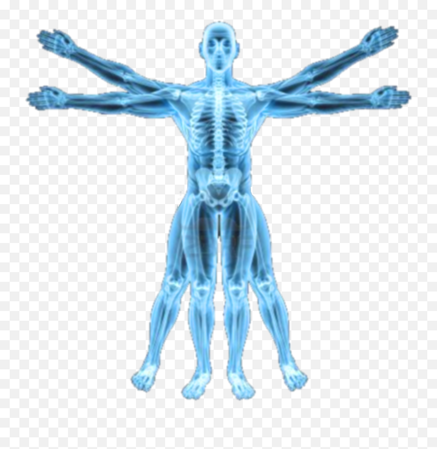 X Ray Png 6 Image - Vitruvian Man X Ray,X Ray Png