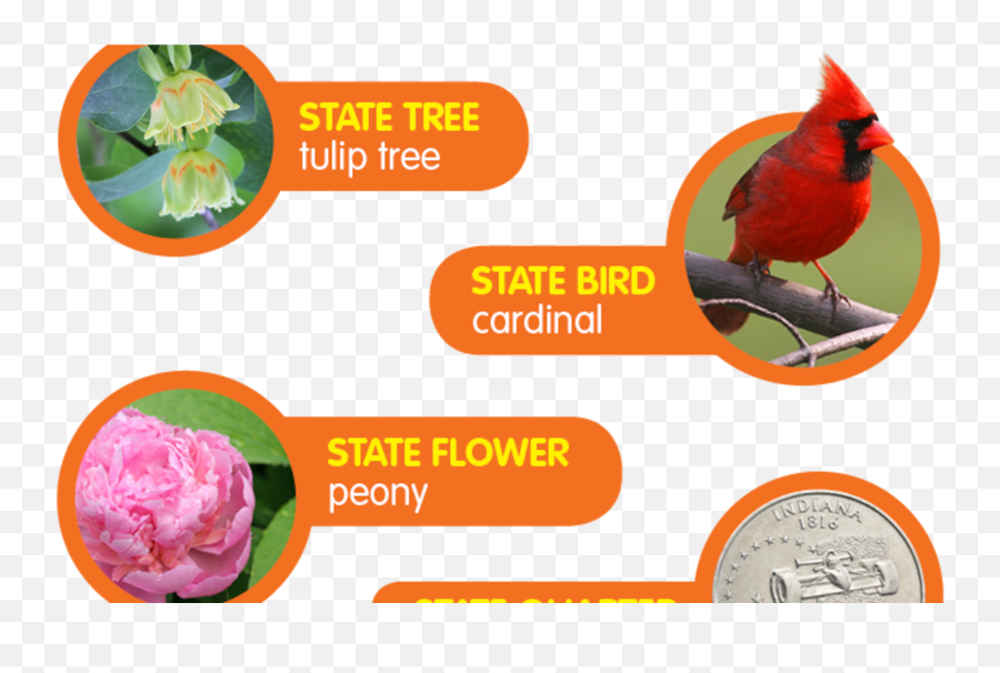 Indiana Pictures And Facts - Northern Cardinal Png,Foot On Racetrack Icon