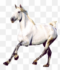 Cavalo Branco Em Png - Horse, Transparent Png - kindpng