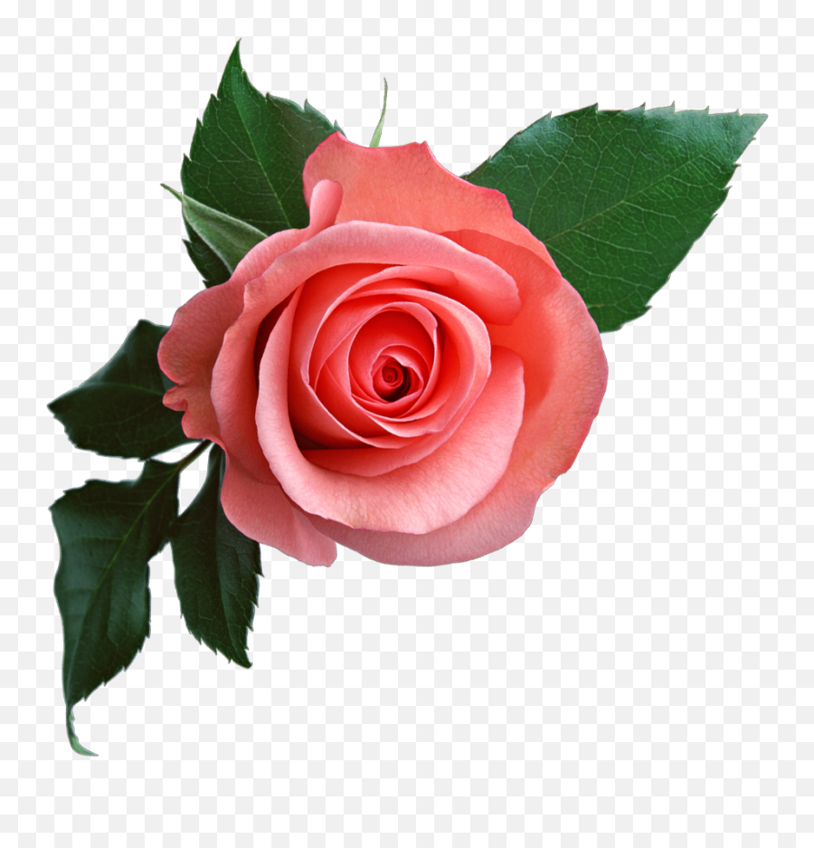 Red - Roseflowerfreepngtransparentimagesfreedownload Pink Rose Png,Red Rose Png