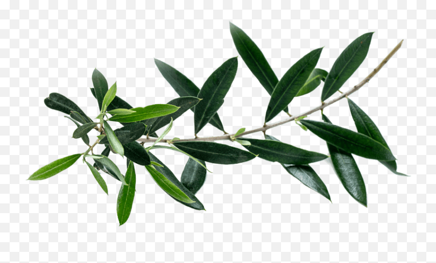 Olea Europaea - Tea Plant Png,Olive Tree Png