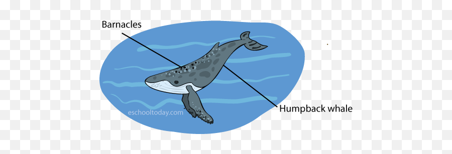 What Is Commensalism As A Symbiotic Relationship - Barnacles On Whales Clipart Png,Humpback Whale Png