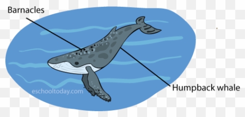 What Is Commensalism As A Symbiotic Relationship - Barnacles On Whales Clipart Png,Humpback Whale Png
