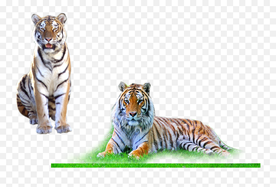 Free Photoshop Backgrounds Templates Images And Desktop - Photoshop Image Background Png,Tigers Png
