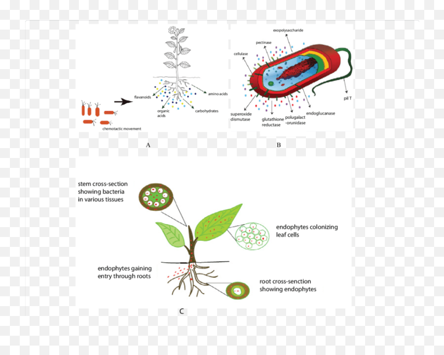 A - Chemotactic Movement Of Bacteria Towards Plant Roots In Chemotactic Movement In Plants Png,Bacteria Transparent Background