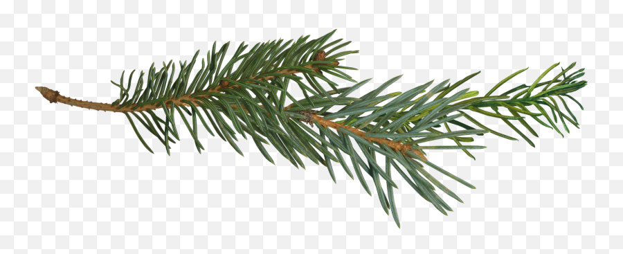 Pine Tree - Transparent Pine Branch Png,Pine Tree Silhouette Png