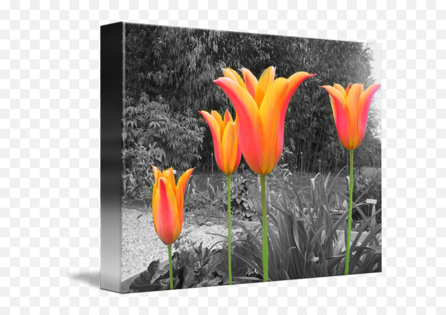 Imgpsd Sans Background By Dick Goodman - Tulip Png,Sans Transparent Background