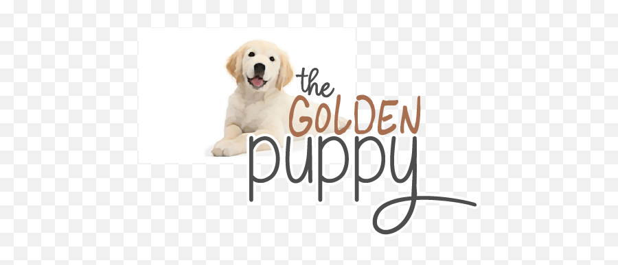 The Golden Puppy - Northern Colorado Golden Retriever Puppies Labrador Retriever Png,Golden Retriever Transparent