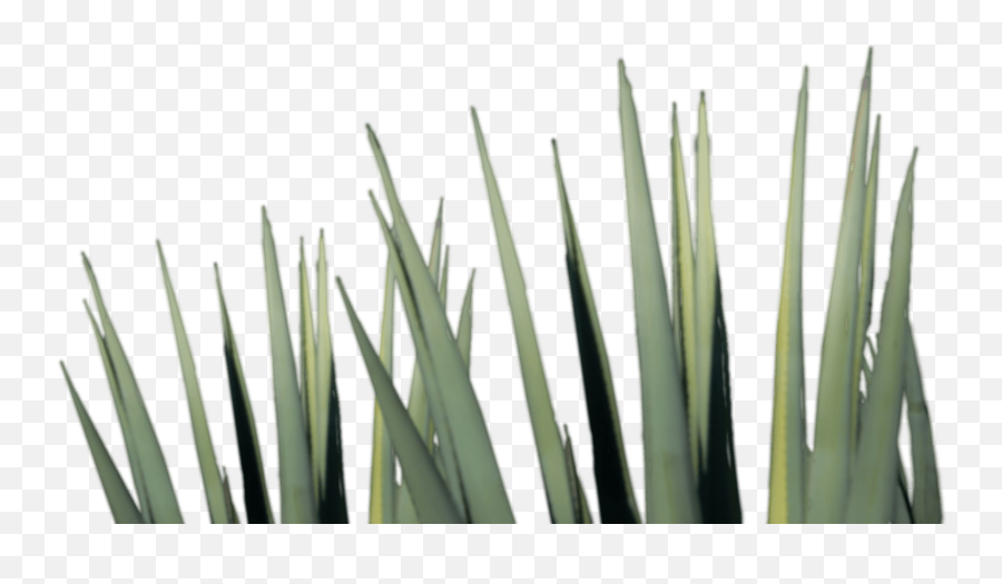 Download Agave Tequila Png Image - Mezcal Agave Plant Png,Agave Png