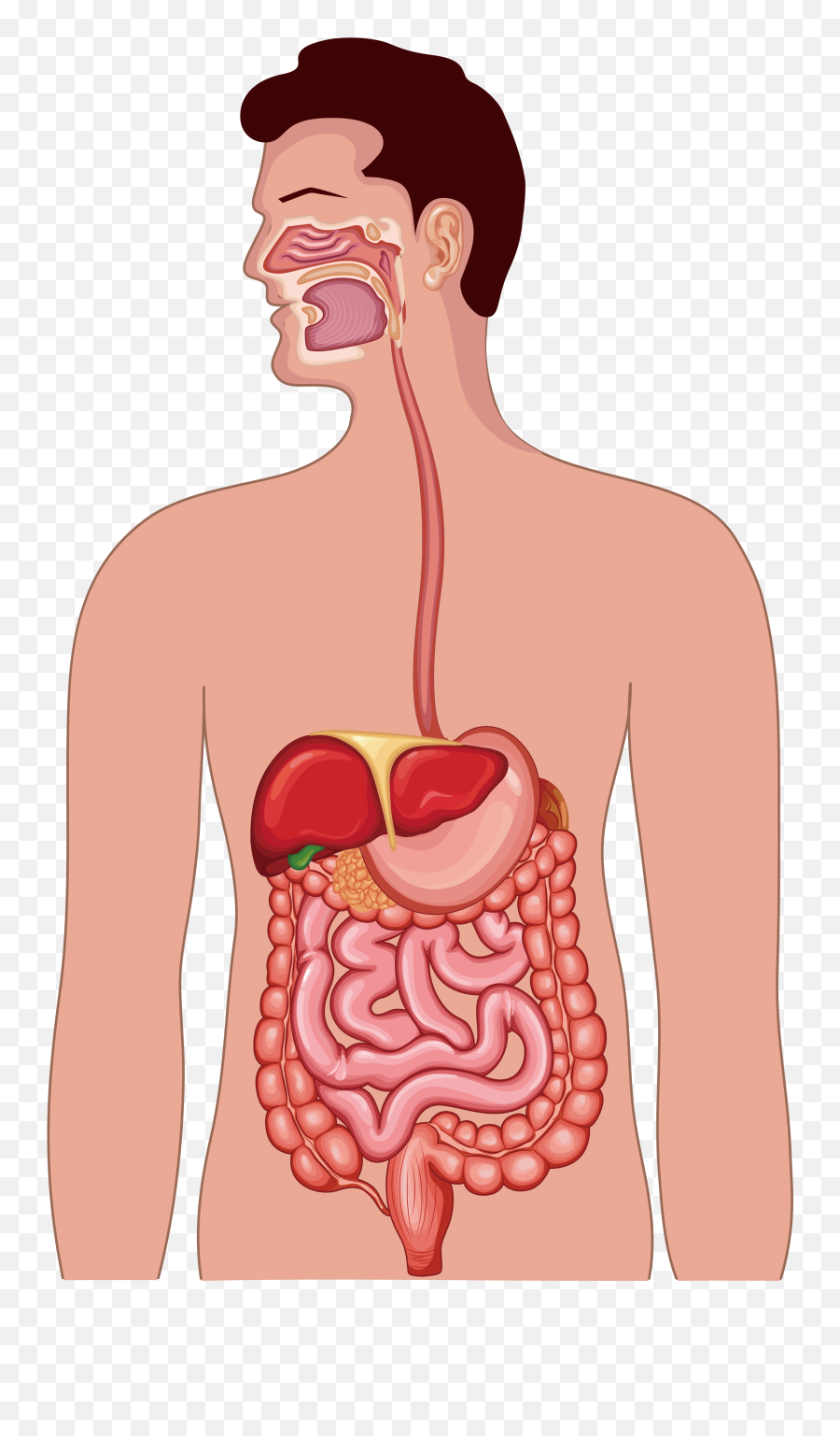 Download Hd Clipart Free Library Gastrointestinal Tract - Transparent Digestive System Png,Human Body Png