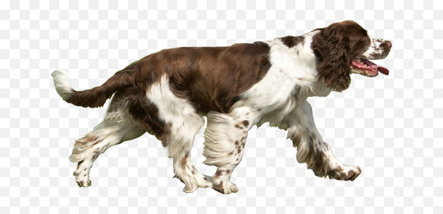 Png Images Transparent Background Free - Dog Running Png,Group Of Trees Png
