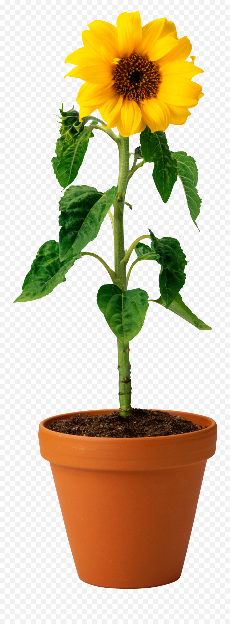 Sunflower Seed And Oil Png Photo - Real Sunflower In Pot,Flower Pot Png