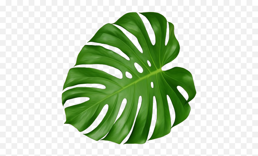 Cheese Plant Leaf Transparent Png - Swiss Cheese Plant Leaf,Monstera Leaf Png