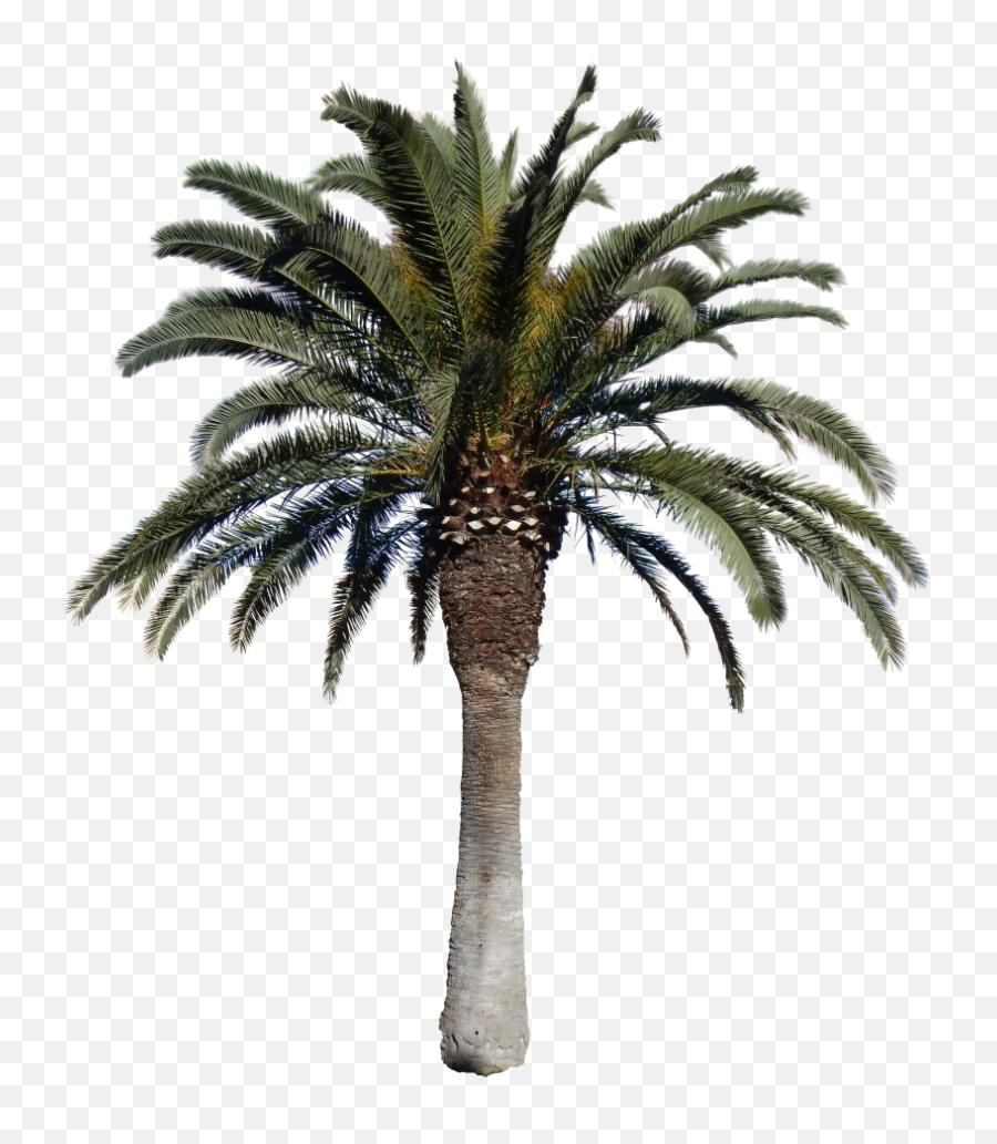Tropical Palm Tree Transparent Free Png - Png,Palms Png