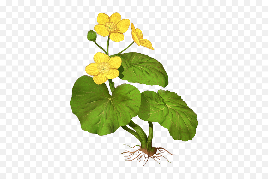 Marsh Marigold - Flower Png,Marigold Png