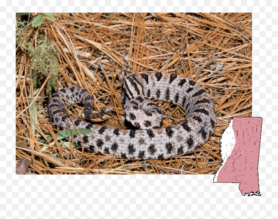 Mdwfp - Venomous Snakes In Mississippi Png,Rattlesnake Png