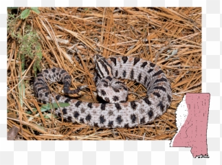 Mdwfp - Venomous Snakes In Mississippi Png,Rattlesnake Png
