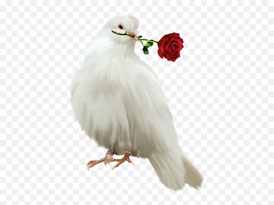 Red Dove Png Gallery Free Clipart Pictureu2026 Birds - Pigeon With Rose Png,Doves Png