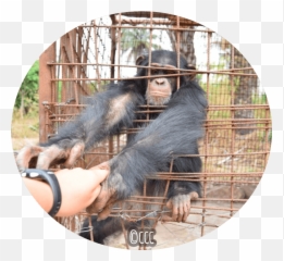 Causes Of Death - Mesh Png,Chimpanzee Png