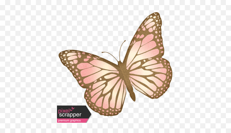 Oh Baby - Baby Pink Butterfly Png,Pink Butterfly Png