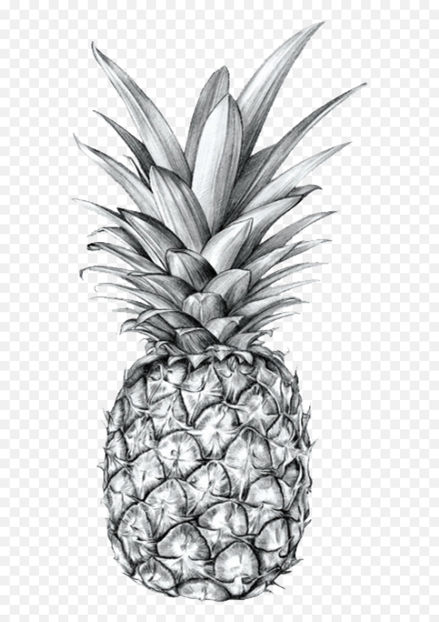 Tumblr Blackandwhite Pineapple Fruit Aesthetic - Black Transparent Pineapple Png,Pineapple Png