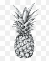 Tumblr Blackandwhite Pineapple Fruit Aesthetic - Black Transparent Pineapple Png