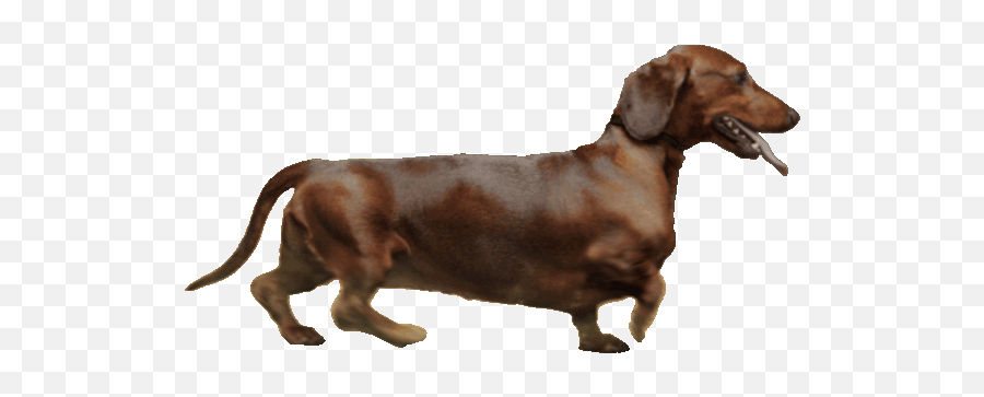 Gif Generator - Dog Walking Gif Png,Transparent Dog Gif