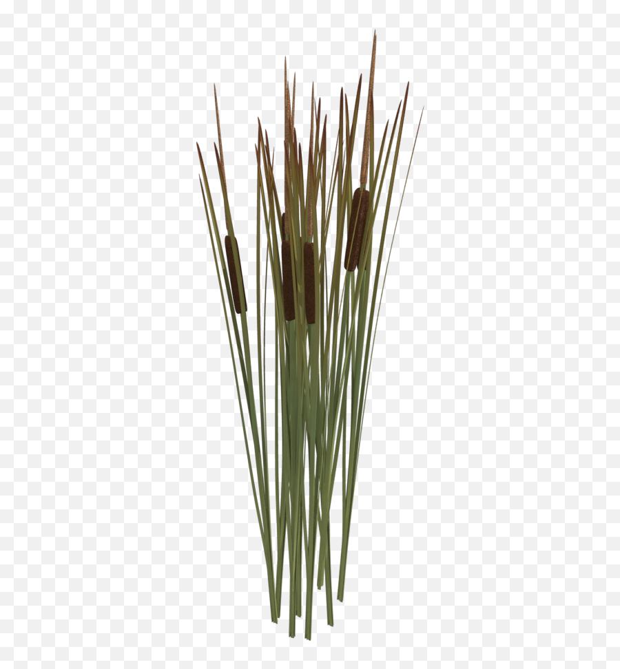 Reeds Png Transparent - Transparent Reeds Png,Reed Png