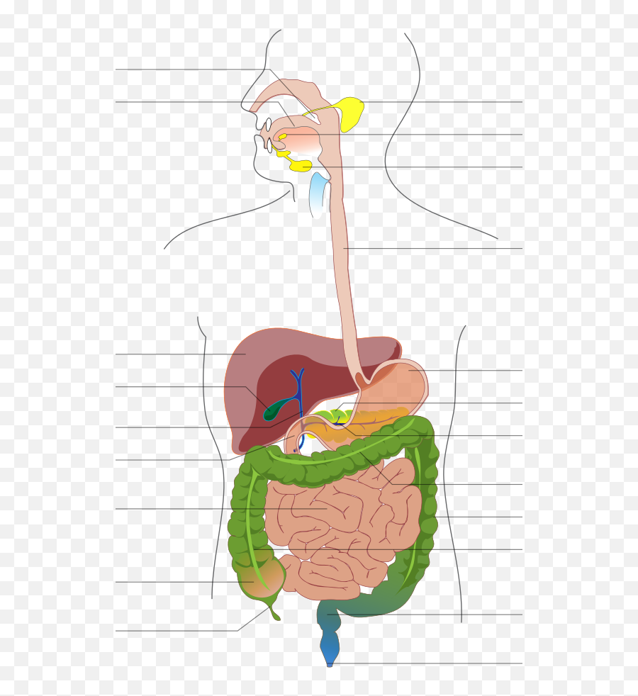 Digestive System Diagram No Labels - Diagram Of The Digestive System Without Labels Png,Digestive System Png