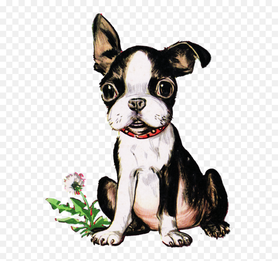 Vintage Boston Terrier Puppy - Boston Terrier Easy Drawing Png,Boston Terrier Png