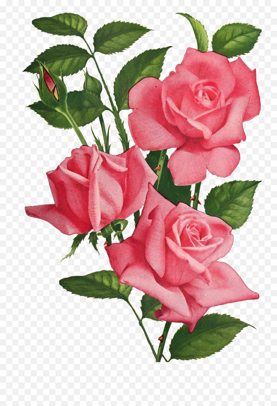 Vintage Roses Flowers - Imágenes De Rosas Y Flores Png,Vintage Roses Png