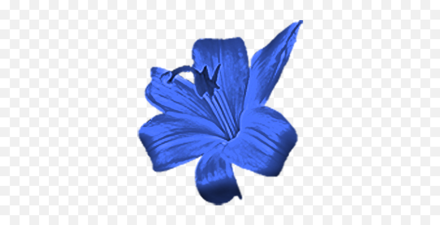 Fileblueflowerpng - Wikimedia Commons Dark Blue Flowers Fake,Blue Flowers Png