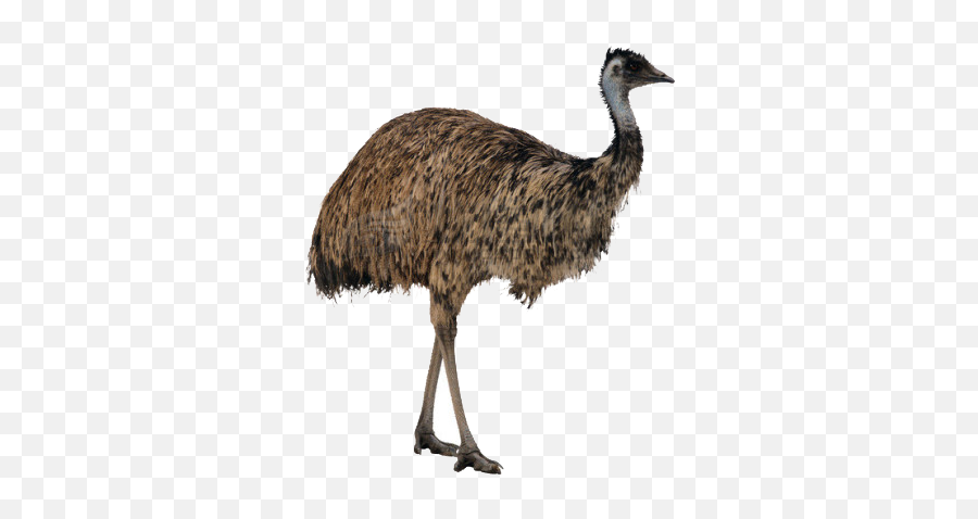 Download Hd Ostrich Png High - Quality Image Ostrich Png Emu Png,Ostrich Icon