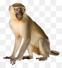 Monkey Png Images 3 Image - Monkey With White Background,Monkey Png