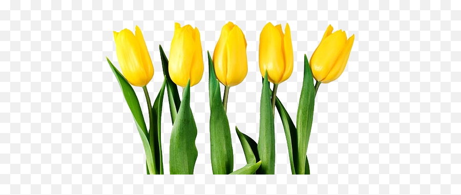 Png Tulips - Transparent Background Yellow Tulip Flower Png,Tulip Transparent