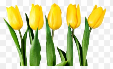 Png Tulips - Transparent Background Yellow Flower