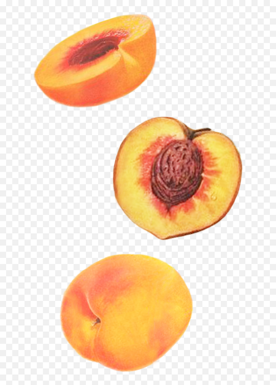 Gabriella Perez - Apricot Png,Peaches Png