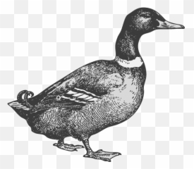 Home Janebarleycorn - Domestic Duck png