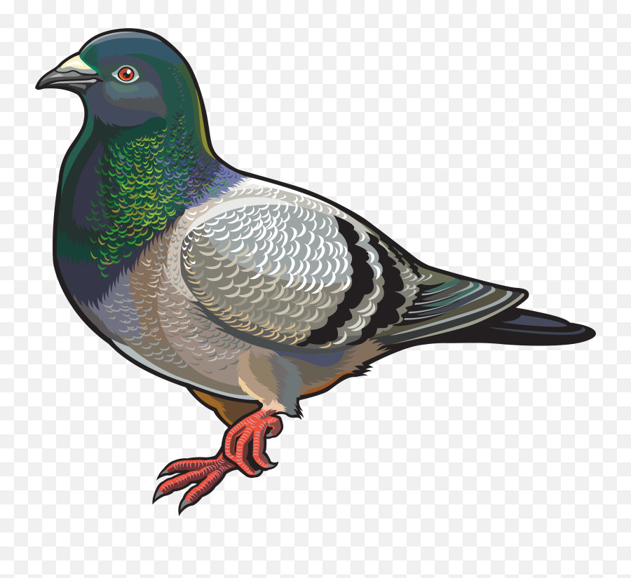 Dove Bird Clipart Png Transparent
