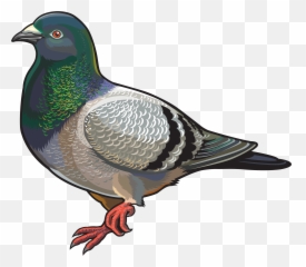 Dove Bird Clipart Png