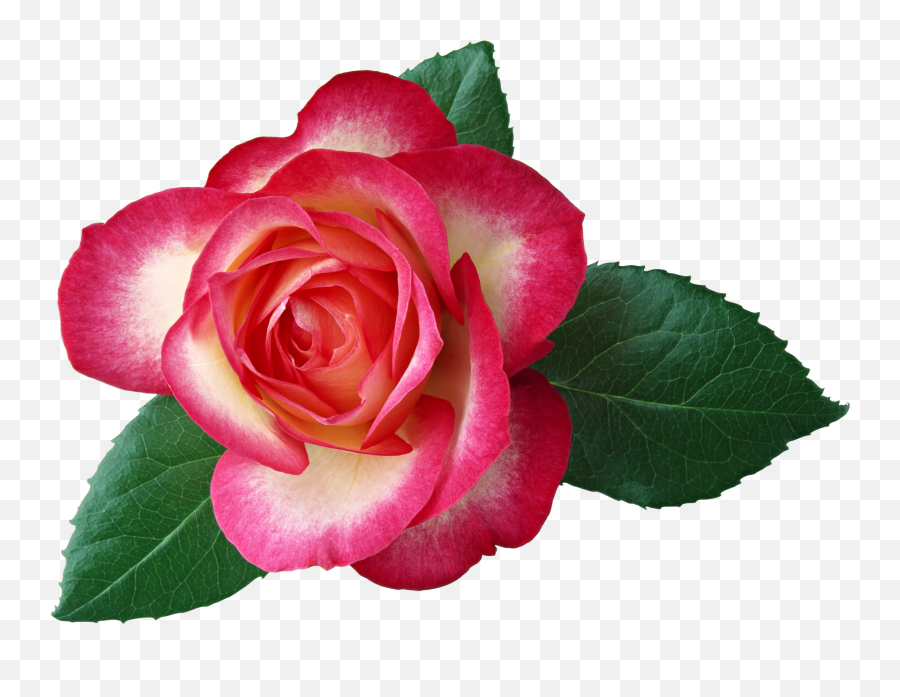Free Rose Leaves Png Download Clip Art - Free Clip Art Roses,Red Rose Png