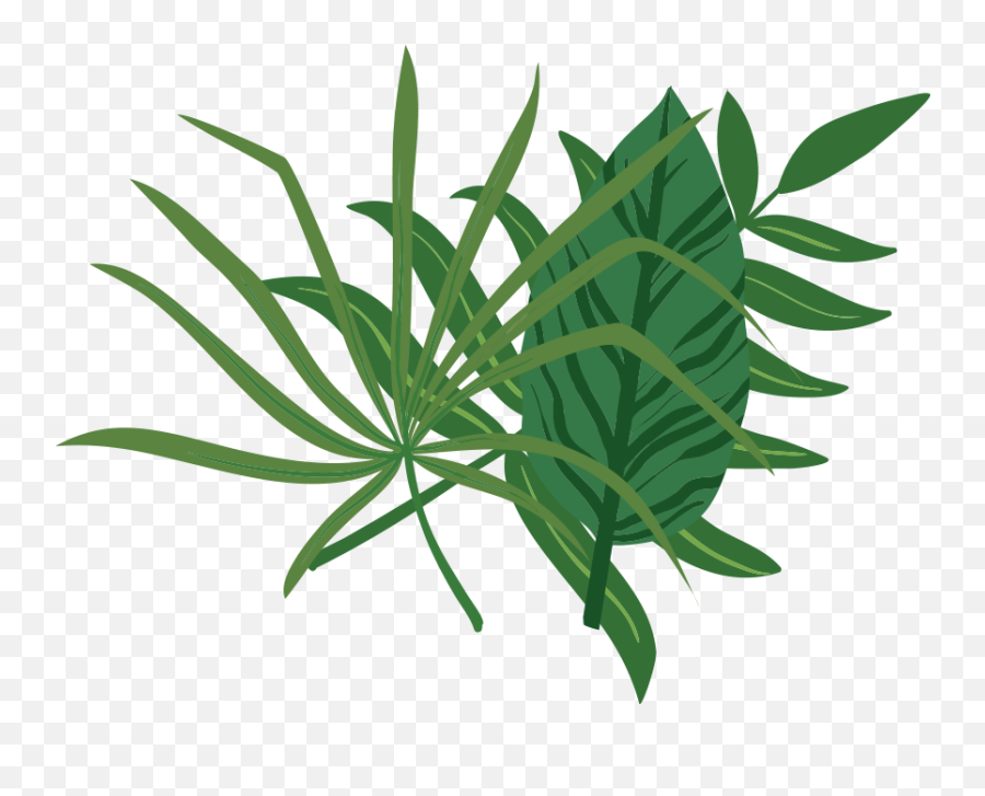 Download Croton Eluteria - Full Size Png Image Pngkit Aloe,Foliage Png