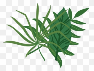 Download Croton Eluteria - Full Size Png Image Pngkit Aloe,Foliage Png