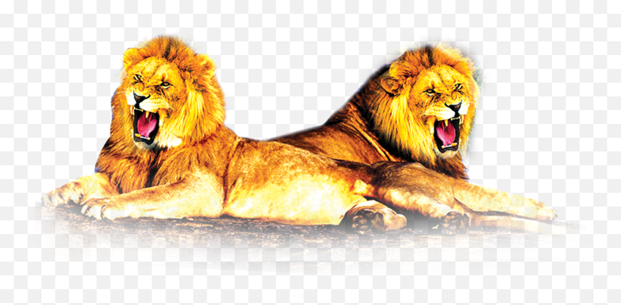 Lion Png Images - Lion Png Images Thoppupatti Ranjith Lion Png Images Hd,Lion Png