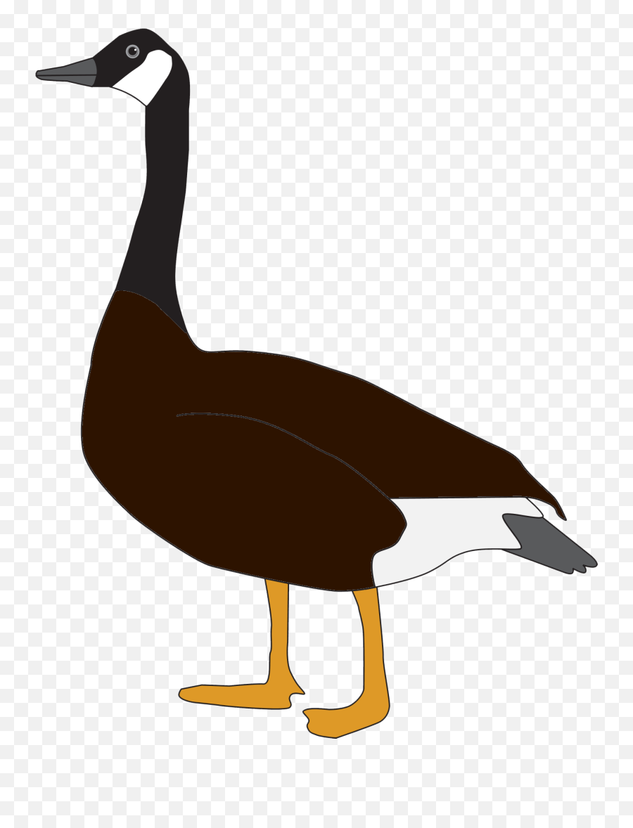 Download Goose Free Pictures - Goose Png Png Image With No Canada Goose,Goose Png