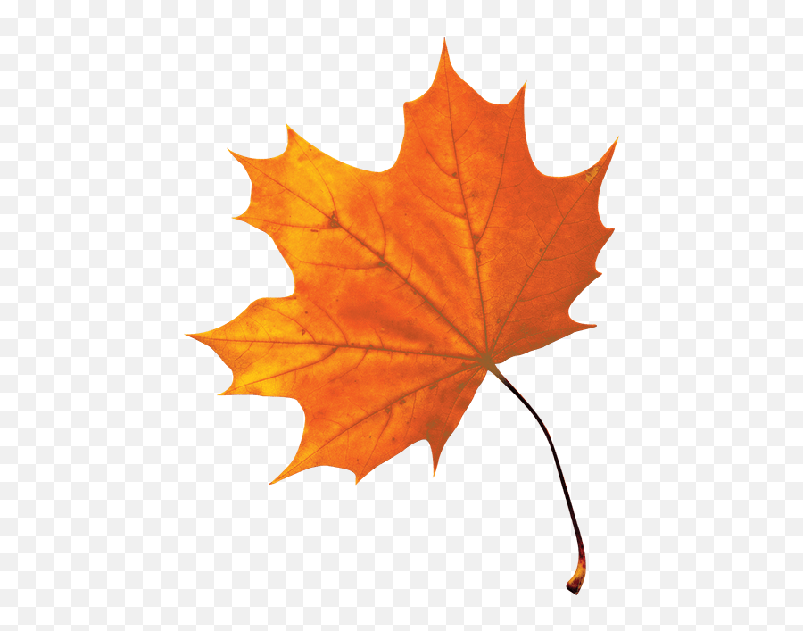 Maple U2013 Citadelle - Autumn Leaf Png,Maple Syrup Png