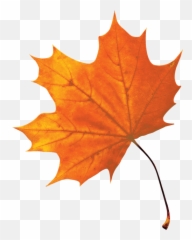 Maple U2013 Citadelle - Autumn Leaf Png,Maple Syrup Png
