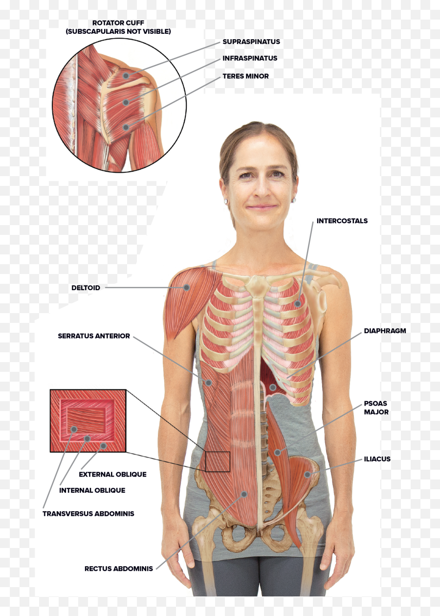 Are You Moving Your Spine And Rib Cage Enough Muscle - Rib Cage Muscles Png,Rib Cage Png